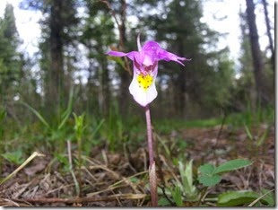 smallorchid smallorchid